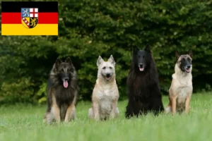 Lees meer over het artikel Belgische Herdershond Fokker en Puppies in Saarland