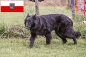 Lees meer over het artikel Belgische Herdershond Fokker en Puppies in Thüringen