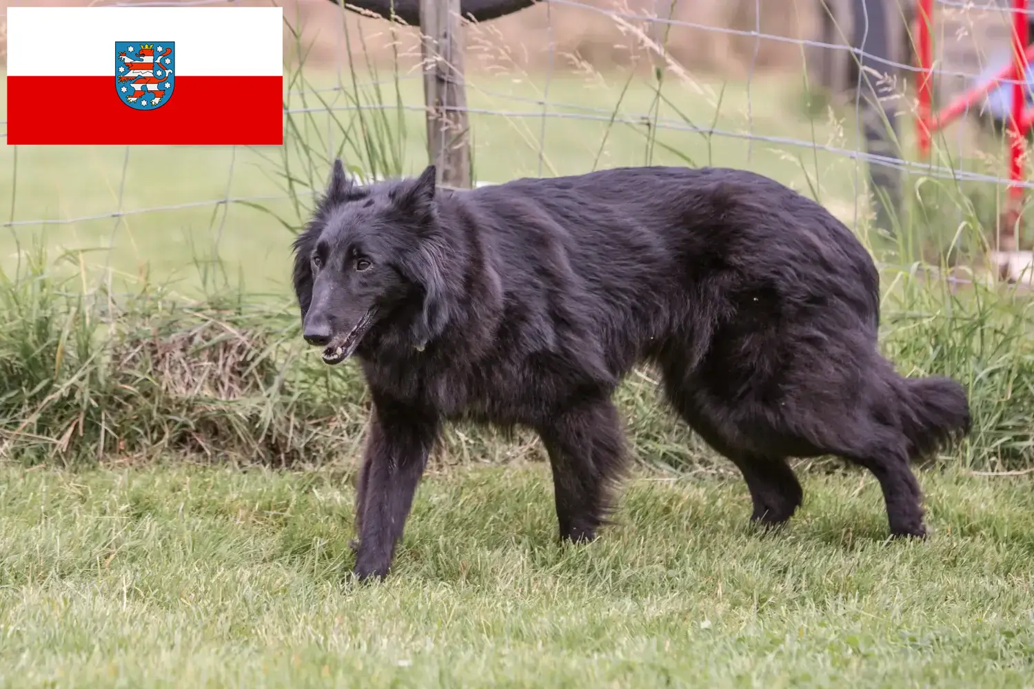 Belgische Herder puppy's en fokkers Thüringen Hier vind je fokkers van Belgische Herdershonden in Thüringen.