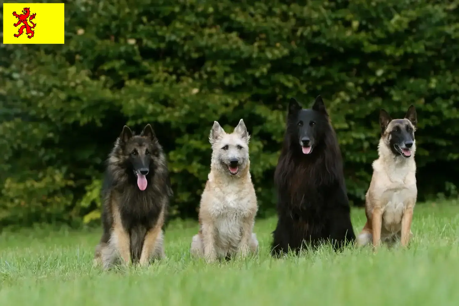 Belgische Herder puppy's en fokkers Zuid-Holland Zoek Belgische Herdershondenfokkers in Zuid-Holland.