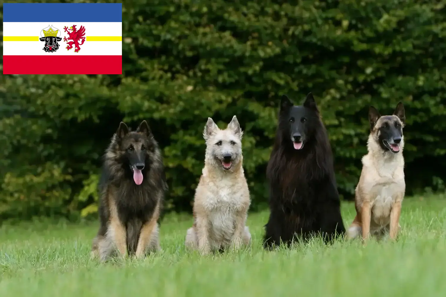 Belgische Herder Puppies en Fokker Mecklenburg-Vorpommern Hier vind je fokkers van Belgische Herdershonden in Mecklenburg-Vorpommern.