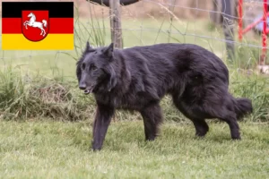 Lees meer over het artikel Belgische Herdershond Fokker en Puppies in Nedersaksen