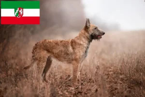 Lees meer over het artikel Belgische Herder fokkers en pups in Noordrijn-Westfalen