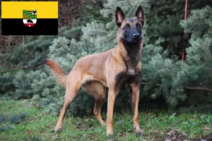 Lees meer over het artikel Belgische Herdershond Fokker en Puppies in Saksen-Anhalt