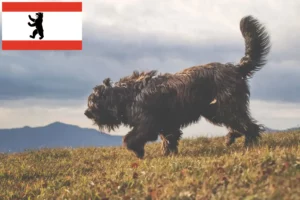Lees meer over het artikel Bergamasker Herder Hondenfokker en Puppies in Berlijn