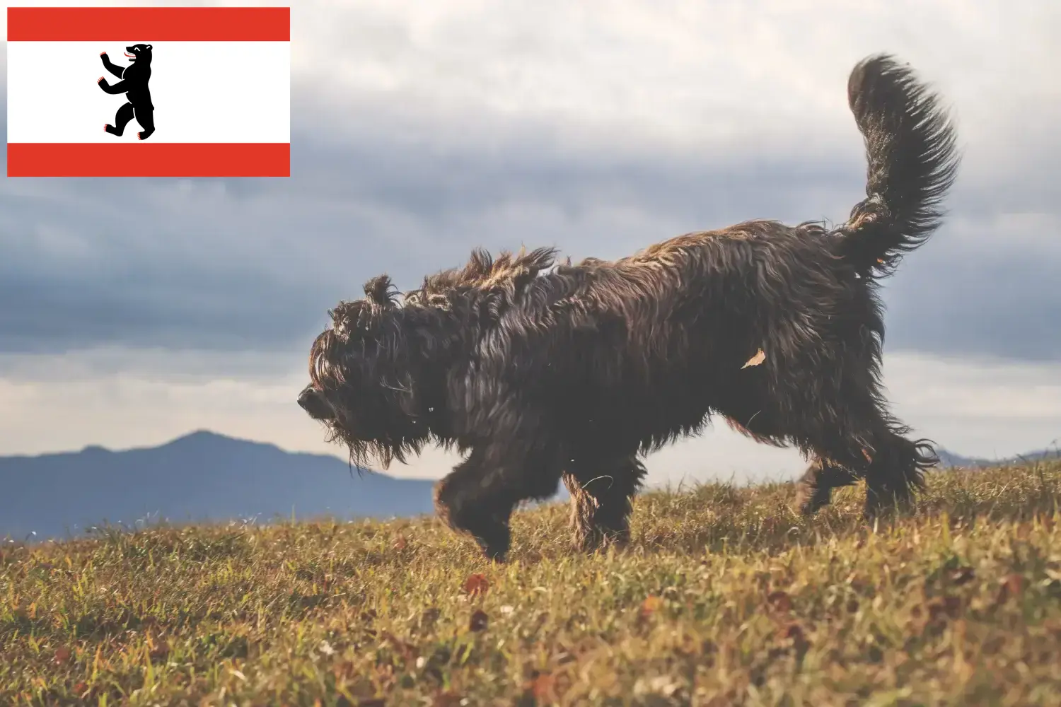 Lees meer over het artikel Bergamasker Herder Hondenfokker en Puppies in Berlijn