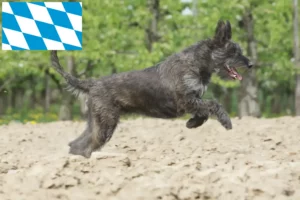 Lees meer over het artikel Berger de Picardie fokkers en pups in Beieren