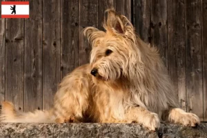 Lees meer over het artikel Berger de Picardie fokkers en pups in Berlijn