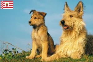 Lees meer over het artikel Berger de Picardie fokkers en pups in Bremen