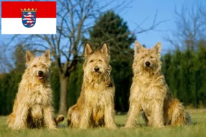 Lees meer over het artikel Berger de Picardie fokkers en pups in Hessen