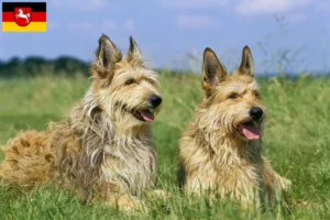 Lees meer over het artikel Berger de Picardie fokkers en pups in Nedersaksen