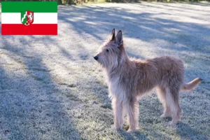 Lees meer over het artikel Berger de Picardie fokkers en pups in Noordrijn-Westfalen