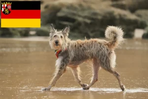 Lees meer over het artikel Berger de Picardie fokkers en pups in Rijnland-Palts