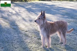 Lees meer over het artikel Berger de Picardie fokkers en pups in Saksen