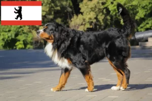 Lees meer over het artikel Berner Sennenhondenfokker en Puppies in Berlijn