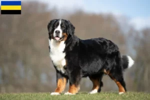 Lees meer over het artikel Berner Sennenhond fokker en pups in Gelderland