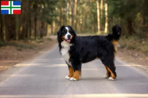 Lees meer over het artikel Berner Sennenhond fokker en pups in Groningen