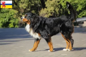 Lees meer over het artikel Berner Sennenhondenfokker en Puppies in Limburg
