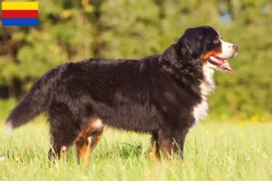 Lees meer over het artikel Berner Sennenhond fokker en pups in Noord-Holland