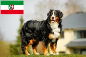 Lees meer over het artikel Berner Sennenhondenfokker en Puppies in Noordrijn-Westfalen