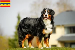 Lees meer over het artikel Berner Sennenhonden fokker en pups in Overijssel
