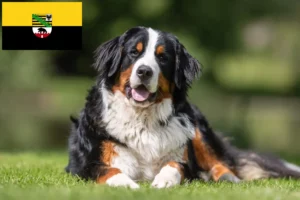 Lees meer over het artikel Berner Sennenhondenfokker en Puppies in Saksen-Anhalt