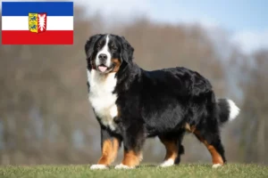 Lees meer over het artikel Berner Sennenhondenfokker en Puppies in Sleeswijk-Holstein