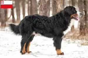 Lees meer over het artikel Berner Sennenhond fokker en pups in Utrecht