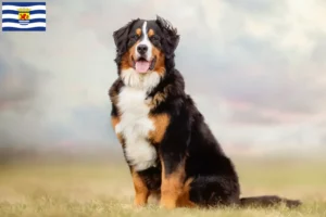 Lees meer over het artikel Berner Sennenhond fokker en pups in Zeeland