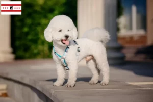 Lees meer over het artikel Bichon Frisé fokkers en pups in Drenthe