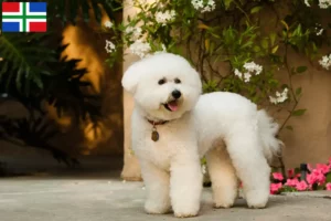 Lees meer over het artikel Bichon Frisé fokkers en pups in Groningen