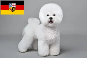 Lees meer over het artikel Bichon Frisé fokkers en pups in Saarland