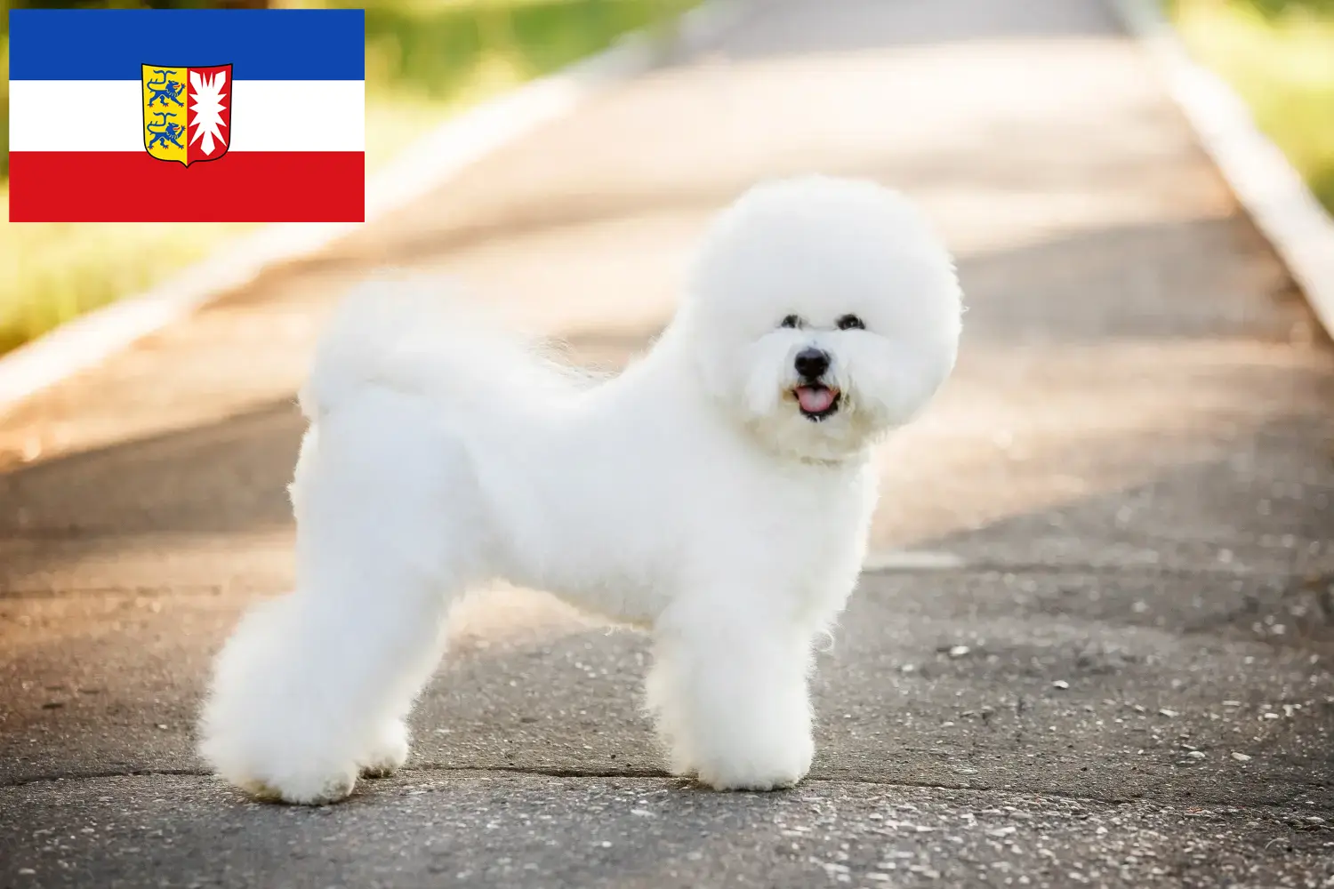 Bichon Frisé pups en fokkers Sleeswijk-Holstein Hier vind je Bichon Frisé fokkers in Sleeswijk-Holstein.