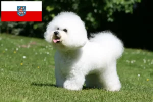 Lees meer over het artikel Bichon Frisé fokkers en pups in Thüringen