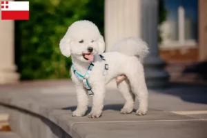 Lees meer over het artikel Bichon Frisé fokkers en pups in Utrecht