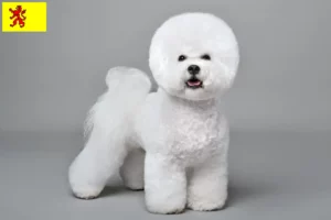 Lees meer over het artikel Bichon Frisé fokkers en pups in Zuid-Holland