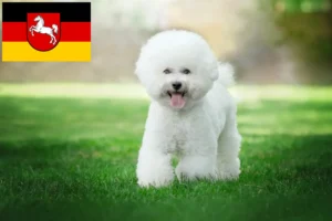 Lees meer over het artikel Bichon Frisé fokkers en pups in Nedersaksen