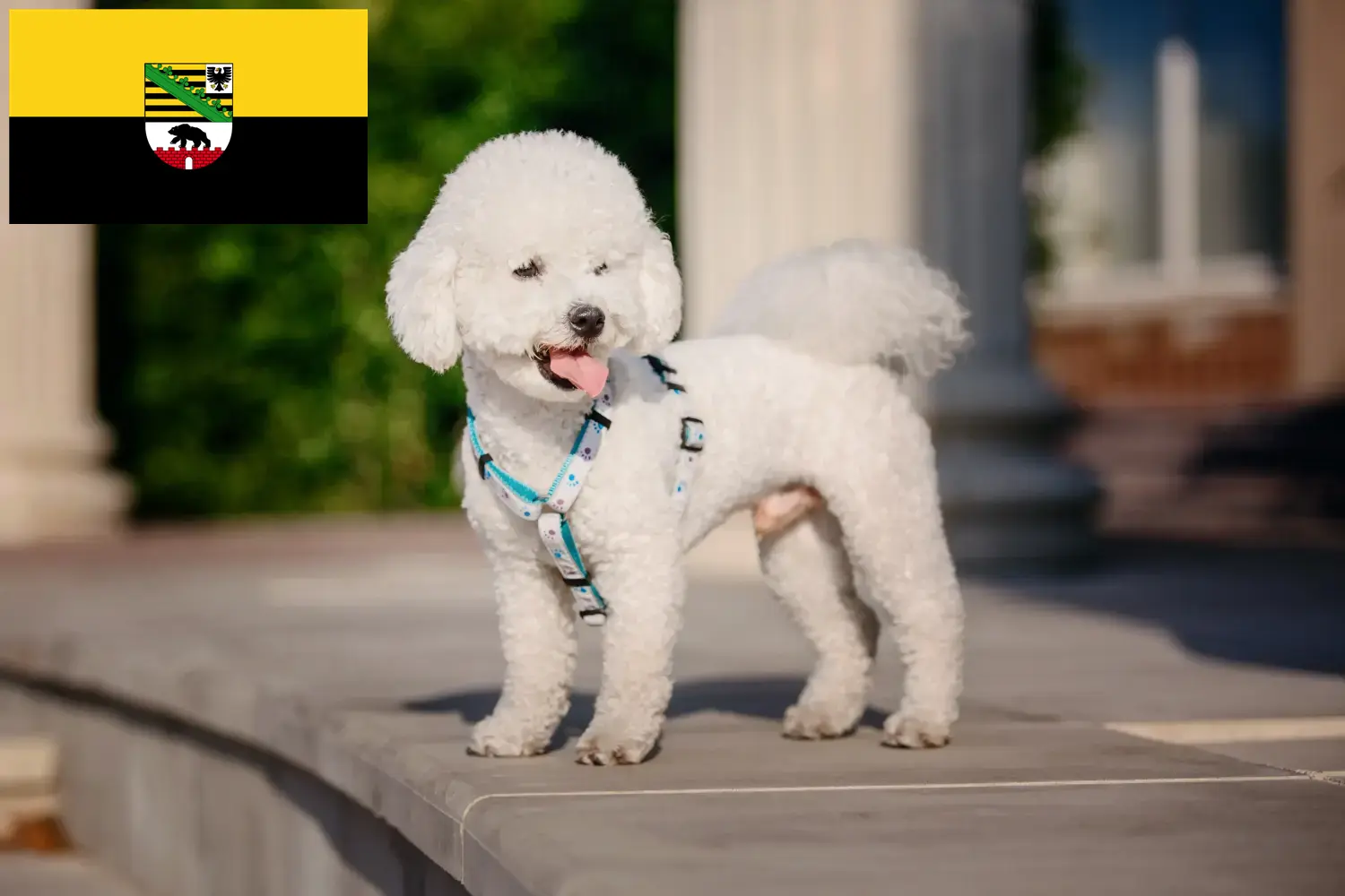 Lees meer over het artikel Bichon Frisé fokkers en pups in Saksen-Anhalt