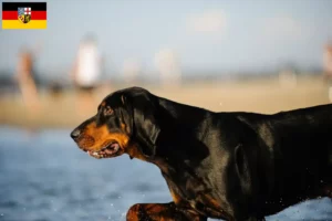 Lees meer over het artikel Black and Tan Coonhound fokkers en pups in Saarland