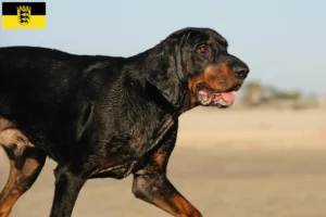 Lees meer over het artikel Black and Tan Coonhound fokkers en pups in Baden-Württemberg