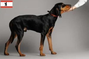 Lees meer over het artikel Black and Tan Coonhound fokkers en puppies in Berlijn