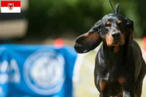 Lees meer over het artikel Black and Tan Coonhound fokkers en puppies in Brandenburg