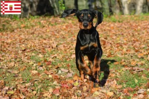 Lees meer over het artikel Black and Tan Coonhound fokkers en pups in Bremen