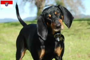 Lees meer over het artikel Black and Tan Coonhound fokkers en pups in Hessen