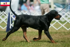 Lees meer over het artikel Black and Tan Coonhound fokkers en pups in Mecklenburg-Vorpommern