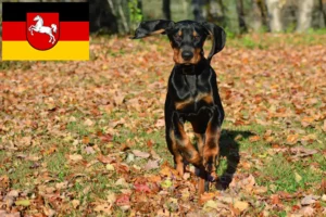 Lees meer over het artikel Black and Tan Coonhound fokkers en puppies in Nedersaksen