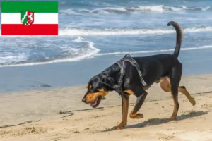Lees meer over het artikel Black and Tan Coonhound fokkers en pups in Noordrijn-Westfalen
