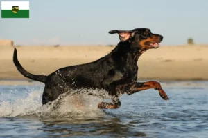 Lees meer over het artikel Black and Tan Coonhound fokkers en pups in Saksen
