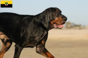 Lees meer over het artikel Black and Tan Coonhound fokkers en pups in Saksen-Anhalt