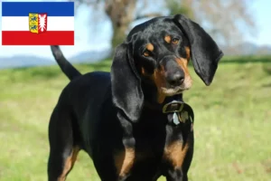 Lees meer over het artikel Black and Tan Coonhound fokkers en puppies in Sleeswijk-Holstein